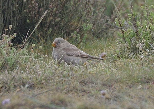 Trumpeter Finch