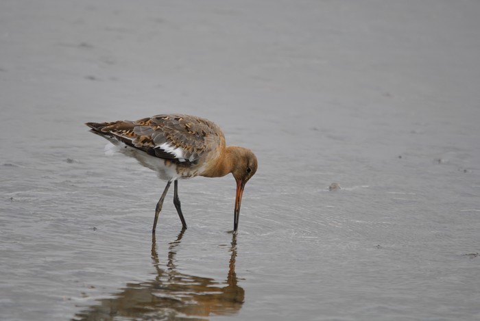 Black-tailed Godwit