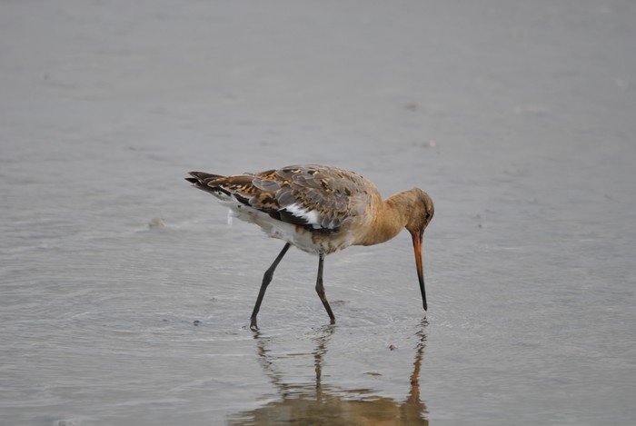 Black-tailed Godwit