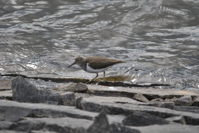 Common Sandpiper