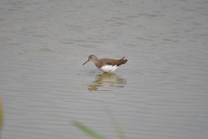 Green Sandpiper