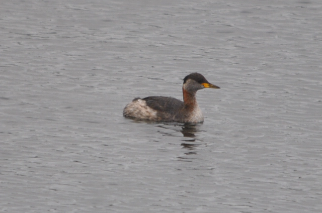 Red-necked Grebe