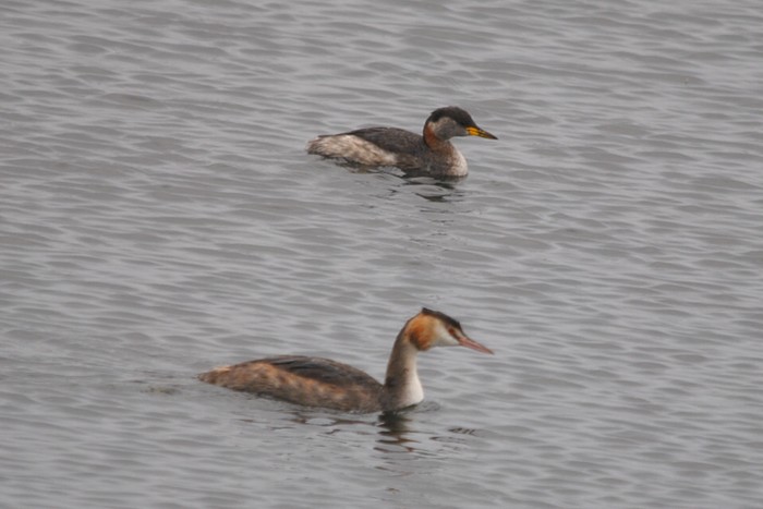 Red-necked Grebe