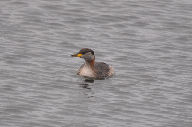 Red-necked Grebe