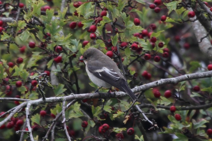 Pied Flycatcher