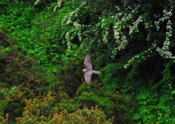 Red-footed Falcon