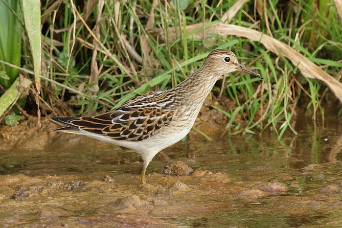 Pectoral Sandpiper