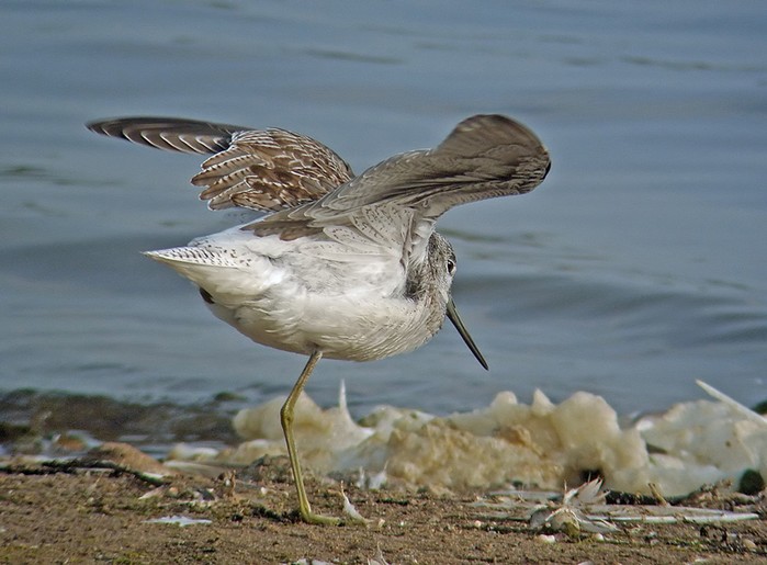 Greenshank