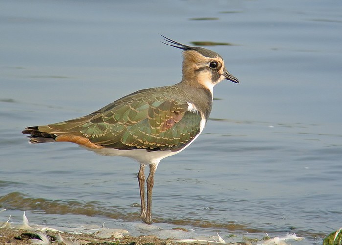 Lapwing