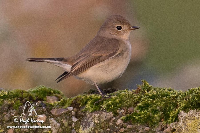 Red-breasted Flycatcher