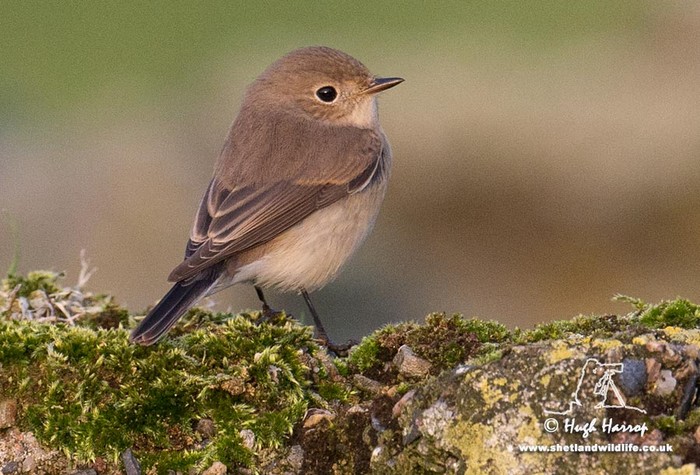 Red-breasted Flycatcher
