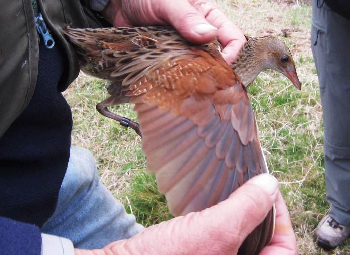 Corncrake