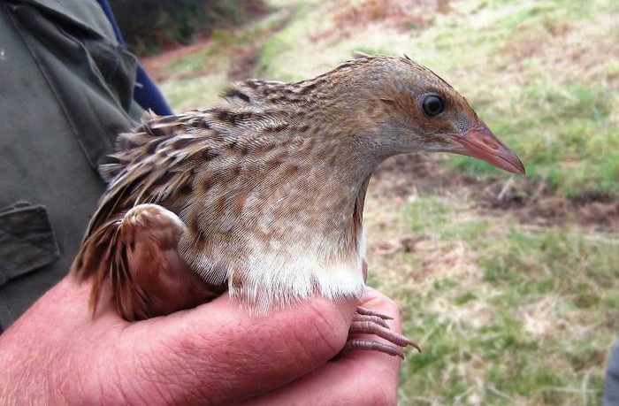 Corncrake