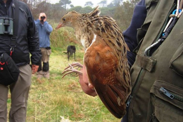 Corncrake