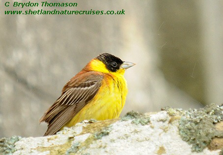 Black-headed Bunting