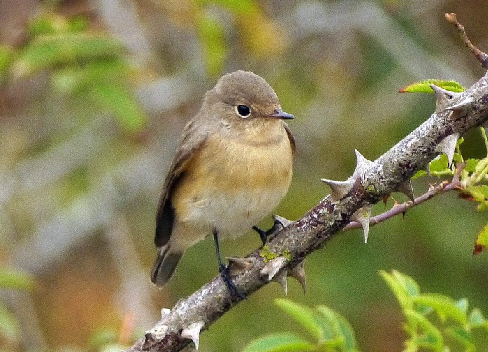 Red-breasted Flycatcher