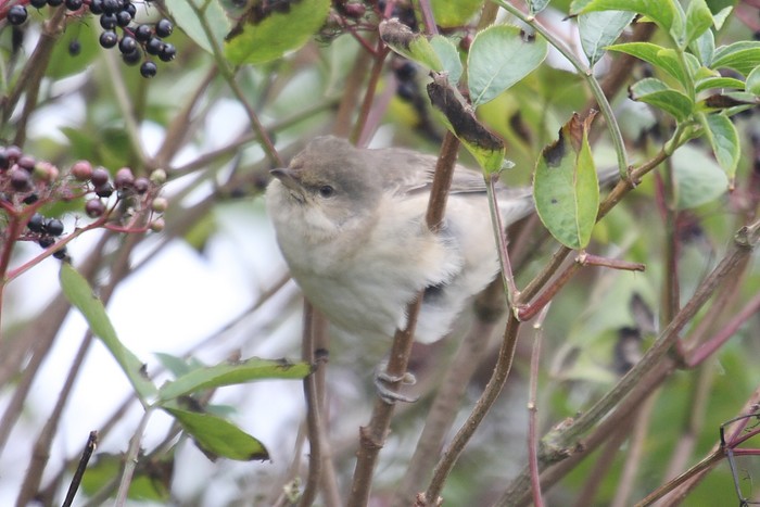 Barred Warbler