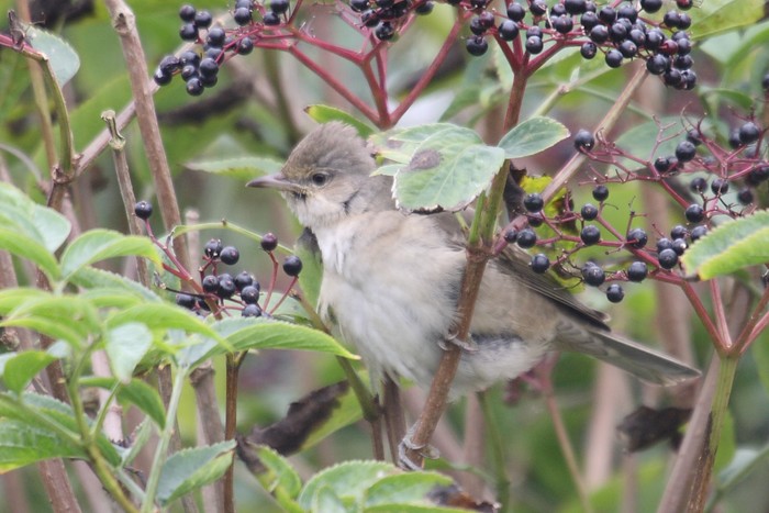 Barred Warbler