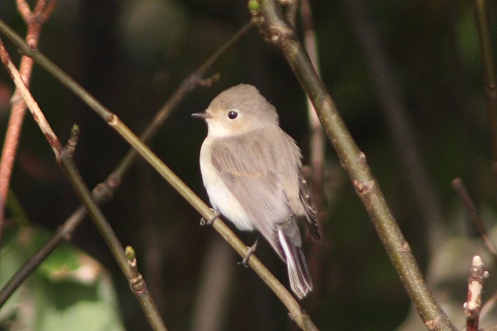 Red-breasted Flycatcher