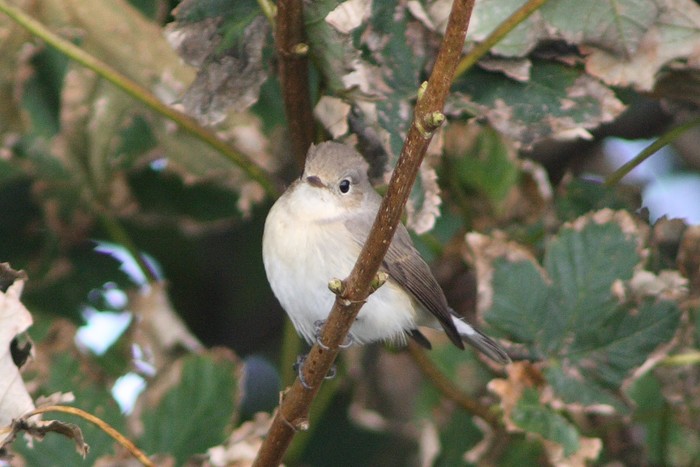 Red-breasted Flycatcher