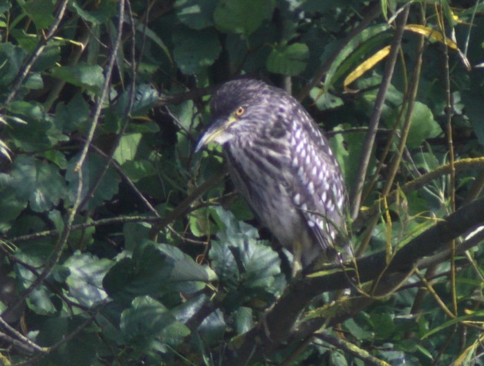 Night Heron
