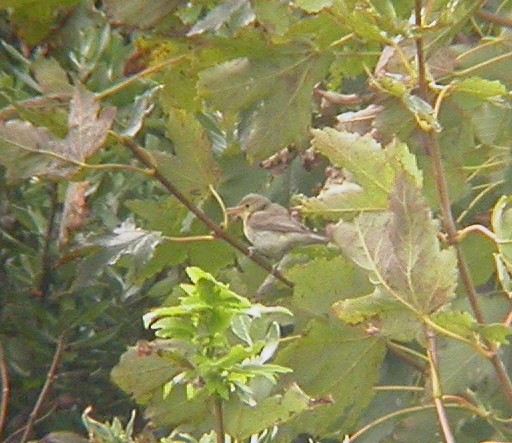 Melodious Warbler