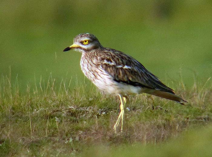 Stone Curlew