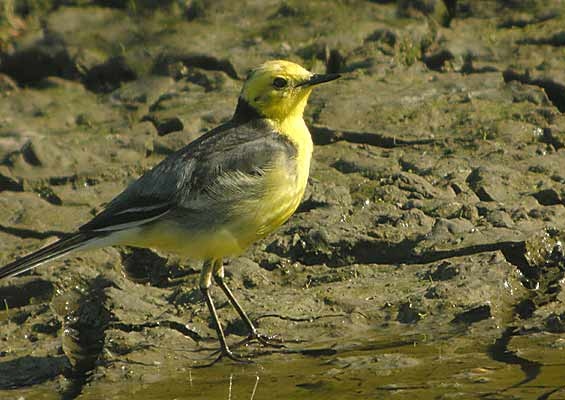 Citrine Wagtail