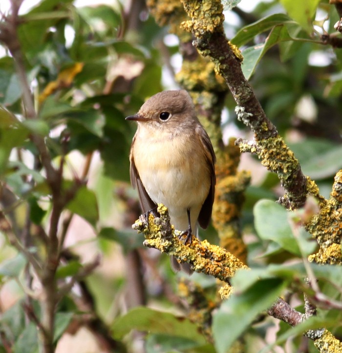 Red-breasted Flycatcher