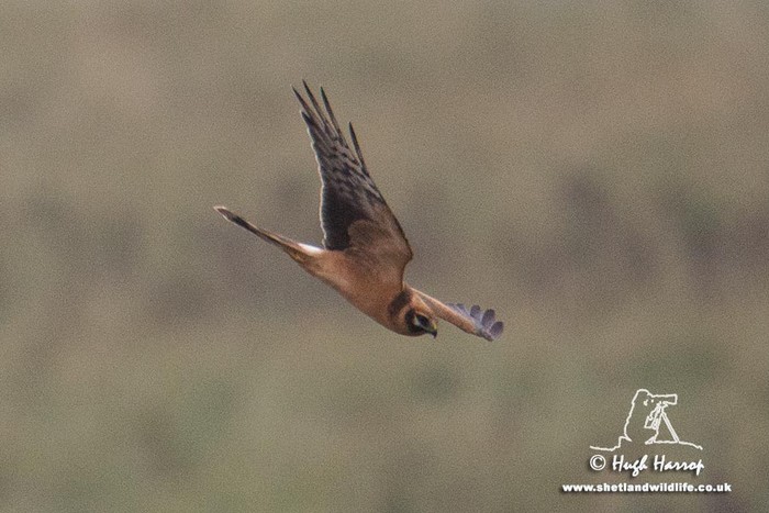 Pallid Harrier