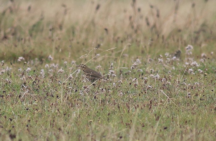 Olive-backed Pipit