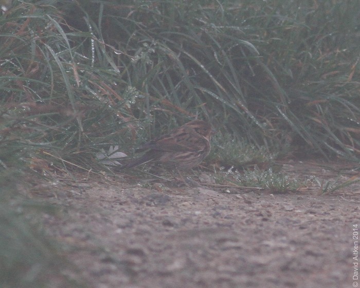 Little Bunting
