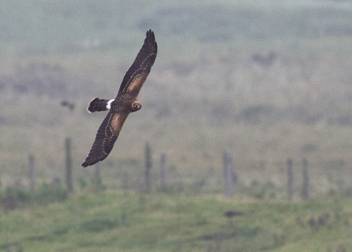 Pallid Harrier