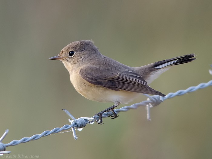 Red-breasted Flycatcher