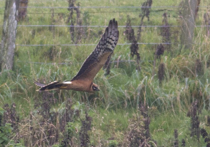 Pallid Harrier