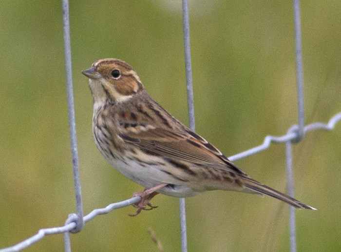 Little Bunting