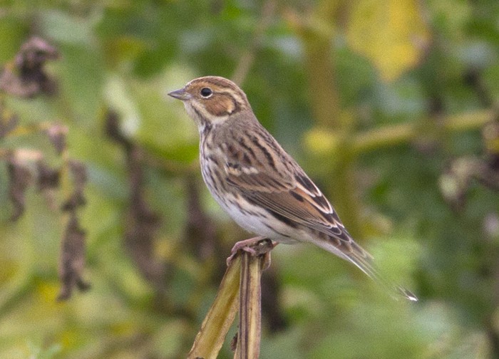 Little Bunting