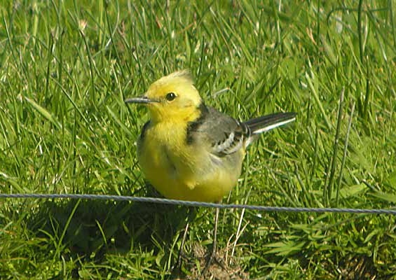 Citrine Wagtail