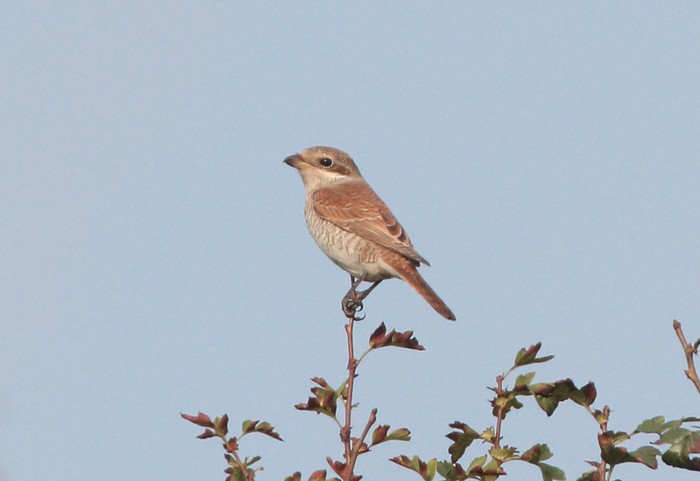 Red-backed Shrike