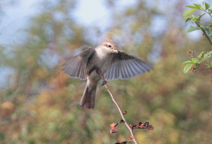 Red-backed Shrike