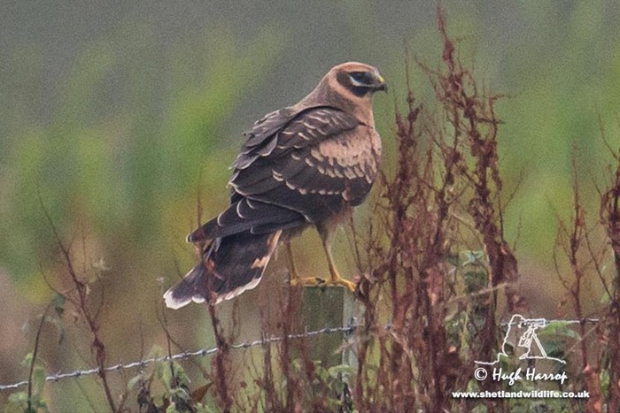 Pallid Harrier