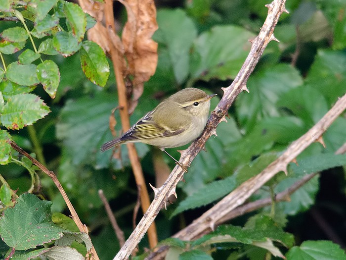 Yellow-browed Warbler