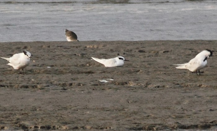 Forster's Tern