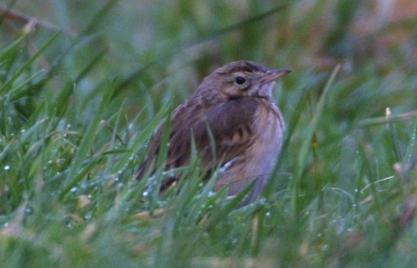 Richard's Pipit