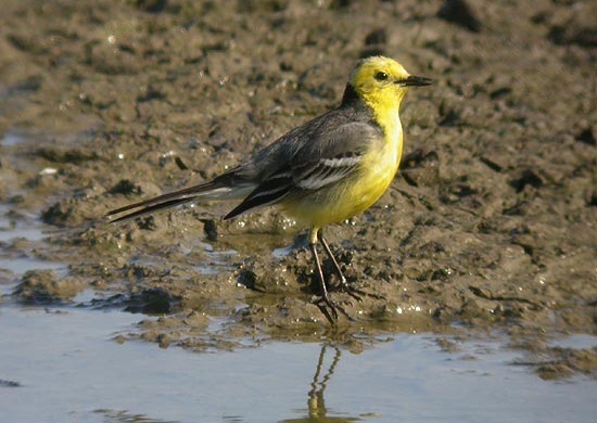 Citrine Wagtail