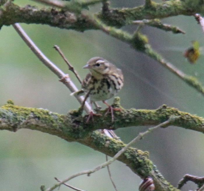 Olive-backed Pipit