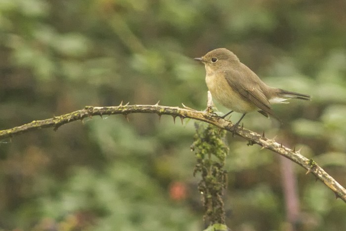 Red-breasted Flycatcher
