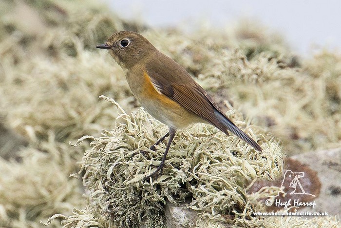 Red-flanked Bluetail