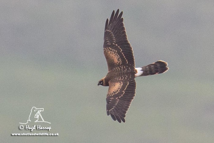 Pallid Harrier