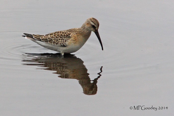 Curlew Sandpiper